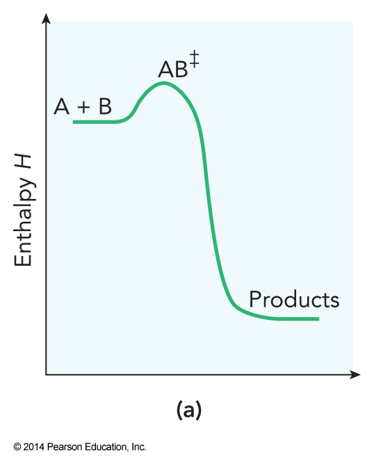 A exothermic reaction showing the high energy transition state between the high energy reactants and low energy products